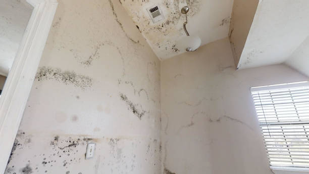 Best Commercial Mold Inspection  in Southwest Sandhill, TX