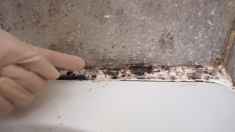 Best Forensic Mold Investigation  in Southwest Sandhill, TX